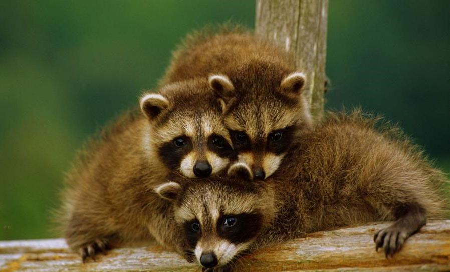 898x543, 108 Kb / еноты