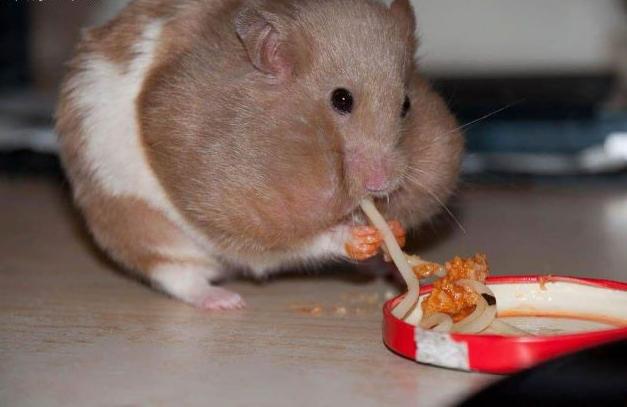 627x407, 28 Kb / хомяк, макароны