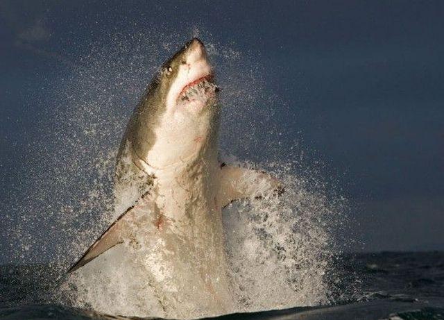 640x461, 54 Kb / акула