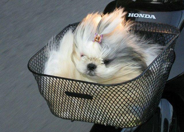 640x461, 64 Kb / собака