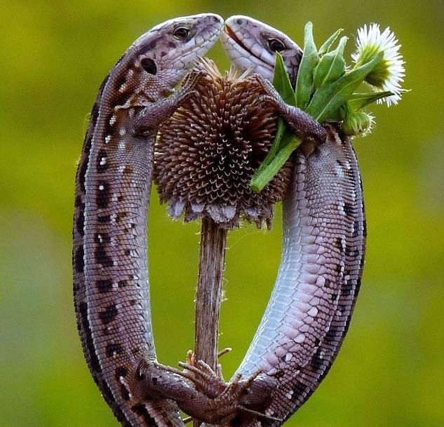 633x609, 83 Kb / ящерицы,  любовь