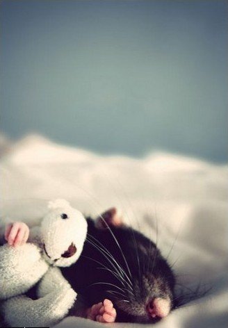 328x472, 28 Kb / крыса, игрушка