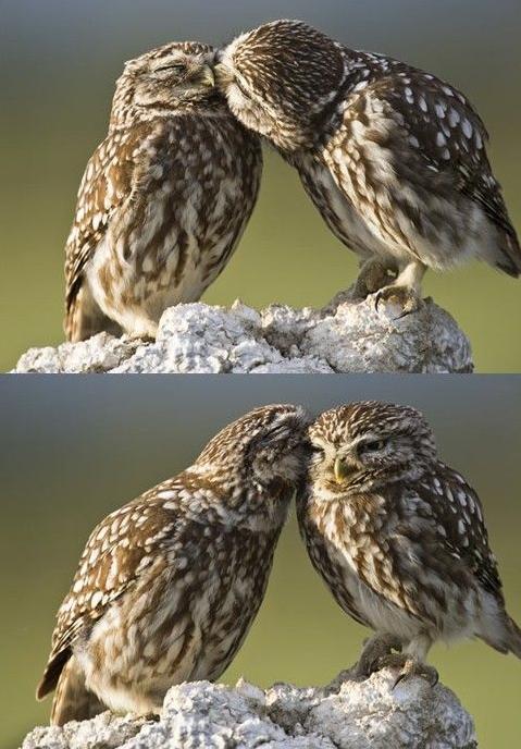 479x688, 63 Kb / совы, любовь