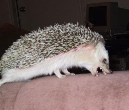 422x361, 22 Kb / еж, пасть, диван