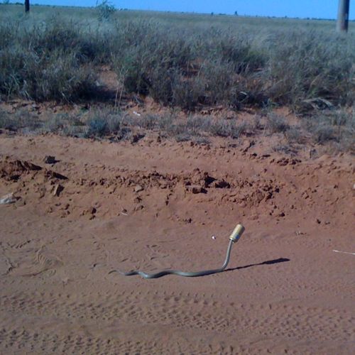 500x500, 47 Kb / змея, банка, дорога