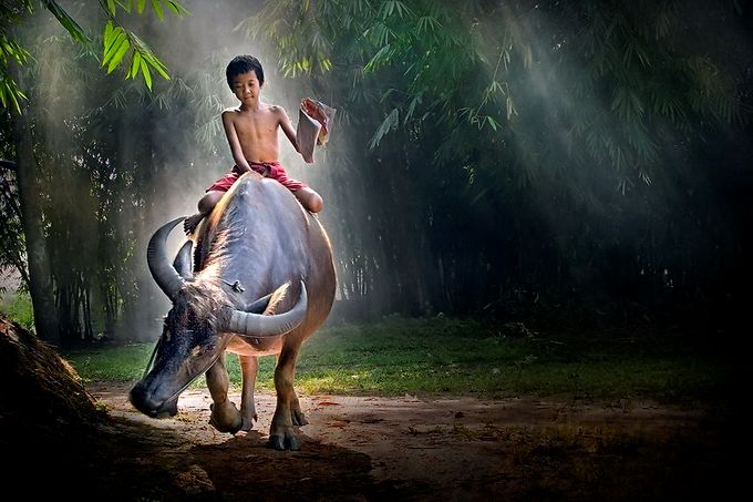 680x453, 69 Kb / мальчик, буйвол, листва, свет, дорога