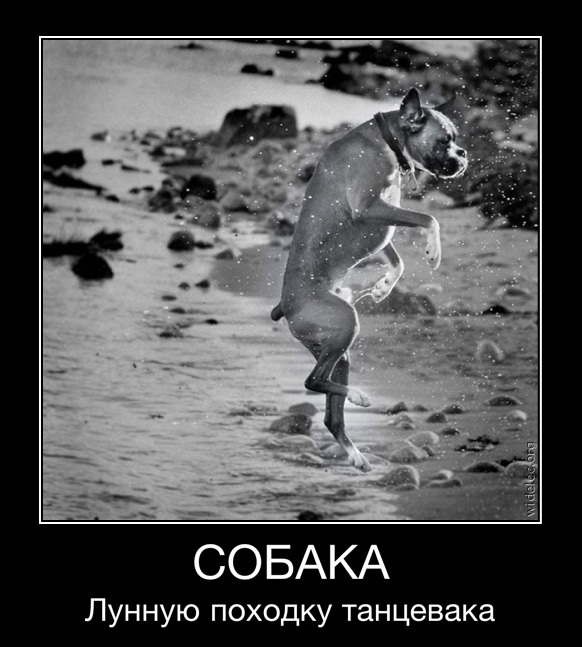 582x647, 111 Kb / собака