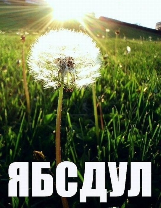 544x700, 81 Kb / ябсдул