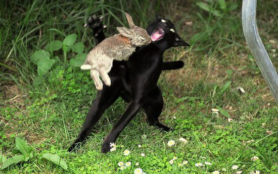 550x346, 107 Kb / кот, кролик