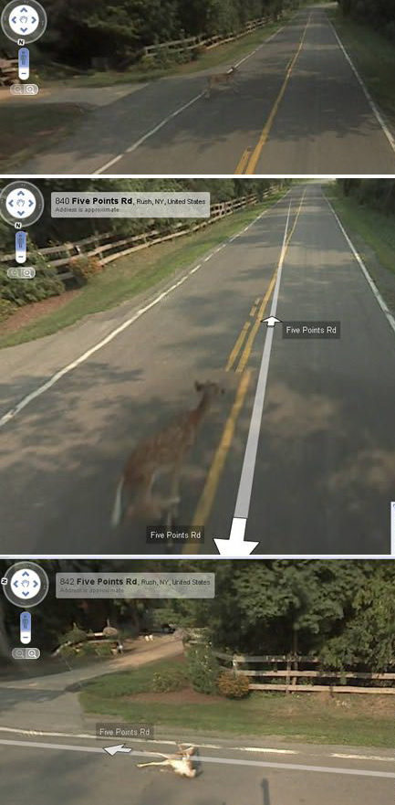 433x881, 108 Kb / олень, разметка, навигация