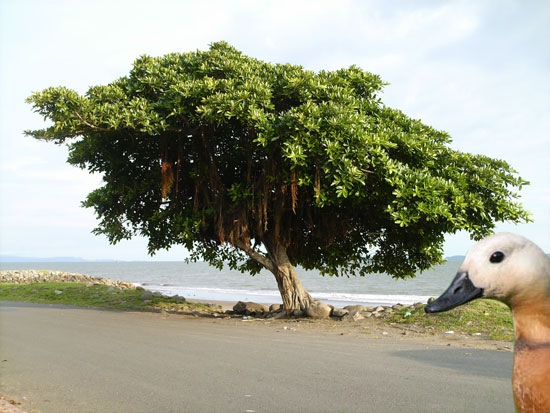 550x413, 73 Kb / фобии