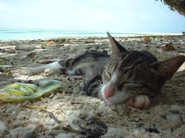 600x450, 52 Kb / кот, пляж