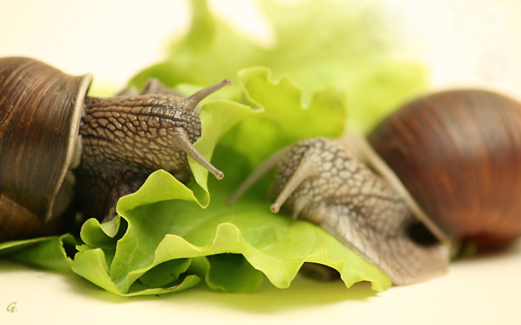 1680x1050, 224 Kb / улитки, салат