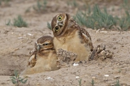 420x279, 39 Kb / совы