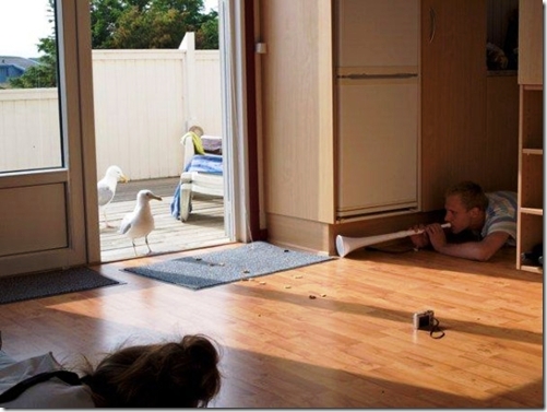 501x377, 130 Kb / чайки, вувузела, сюрприз