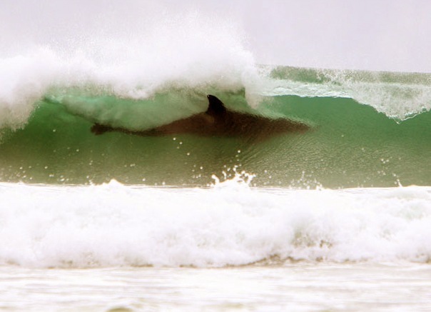 604x437, 52 Kb / Акула, волна, море