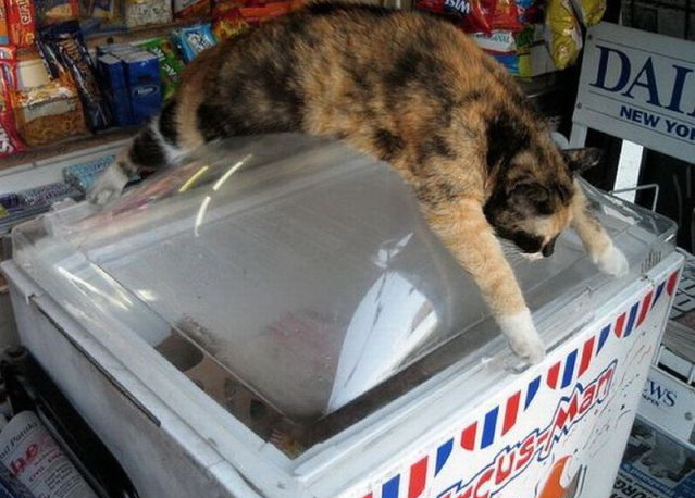 639x458, 112 Kb / кот, мороженое