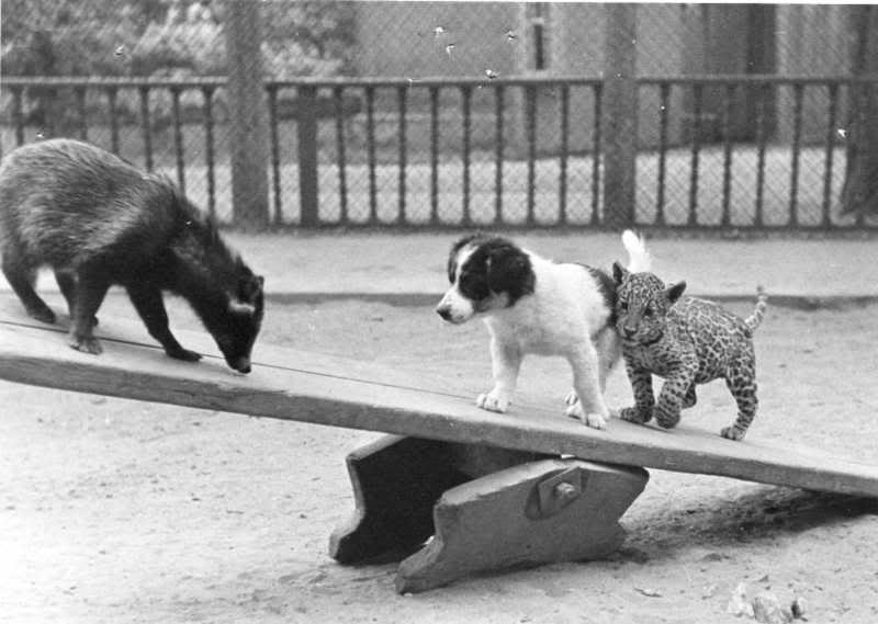 800x569, 41 Kb / собака, щенок, тигренок, барсук, зоопарк, доска, качели