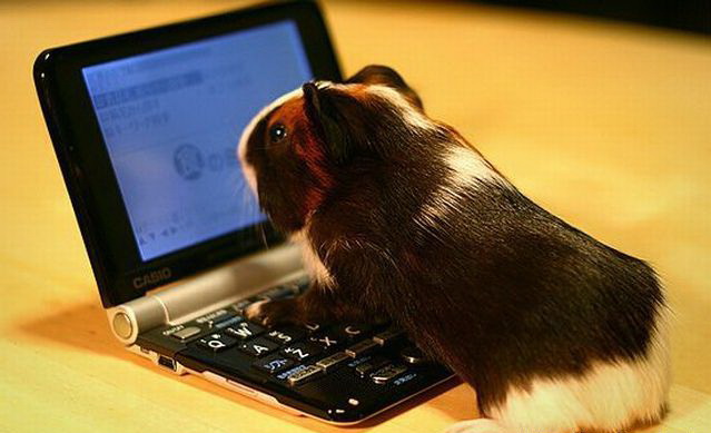 639x389, 63 Kb / ноутбук, хомяк
