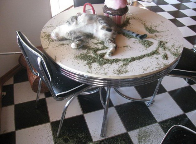 629x463, 110 Kb / трава, кот