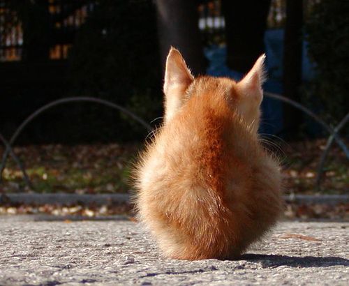 500x410, 35 Kb / кот