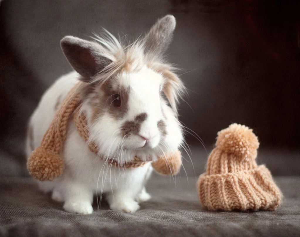 1023x808, 188 Kb / кролик, шапка