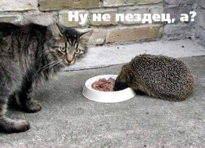 400x290, 28 Kb / кот, еж, еда