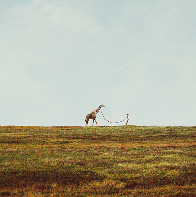 680x682, 178 Kb / жираф, поводок, горизонт