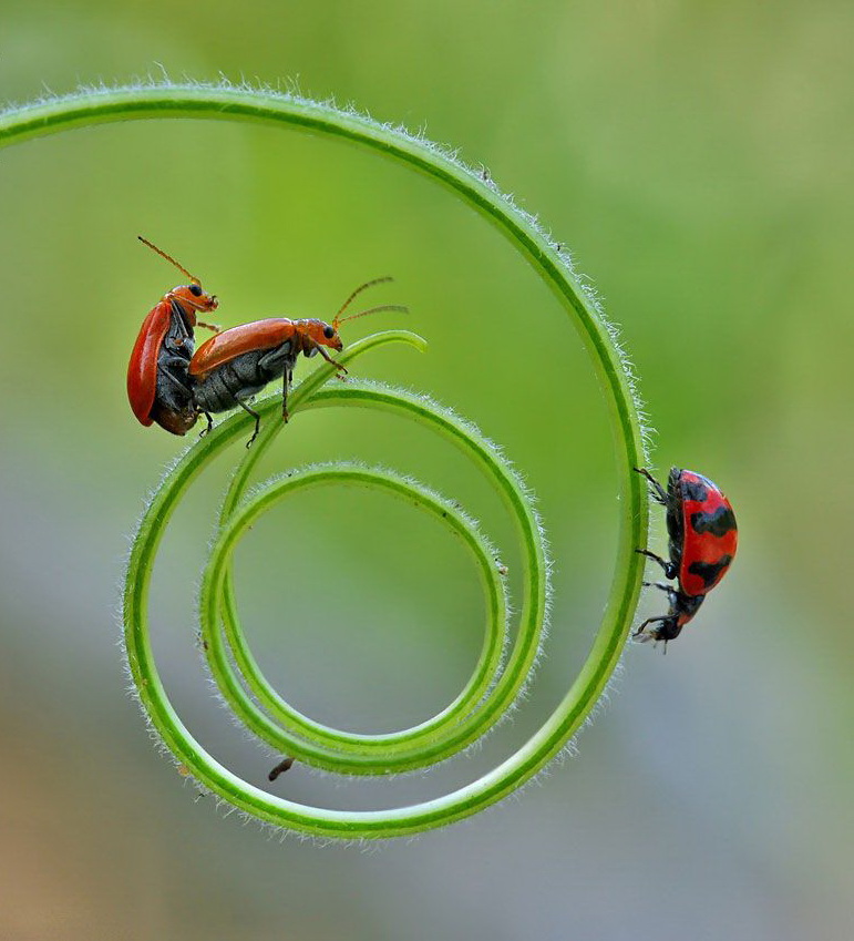 771x849, 144 Kb / насекомые, травинка, секс