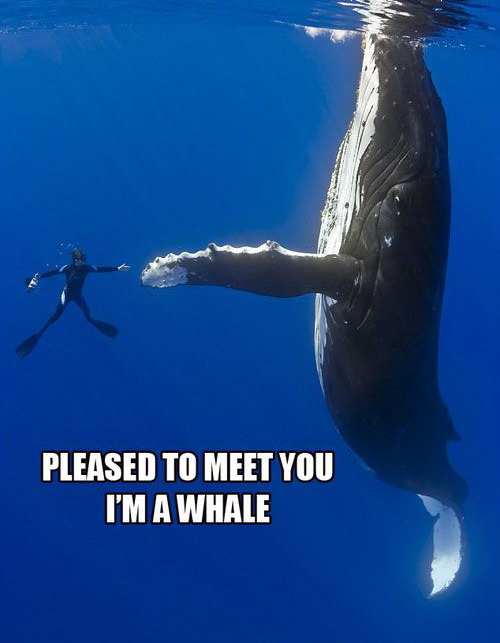 500x643, 67 Kb / кит, водолаз