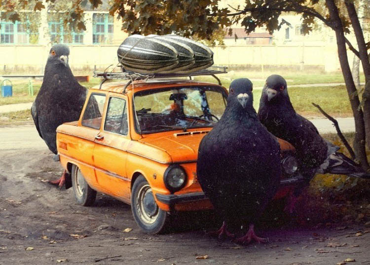 750x537, 139 Kb / запорожец, голуби, семечки