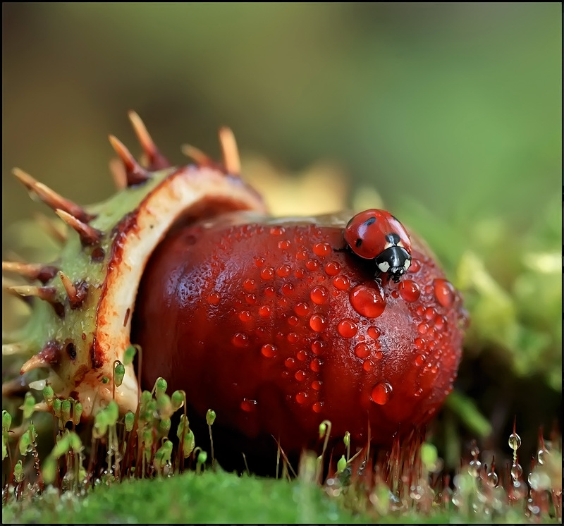 800x746, 211 Kb / божья коровка, каштан, макро