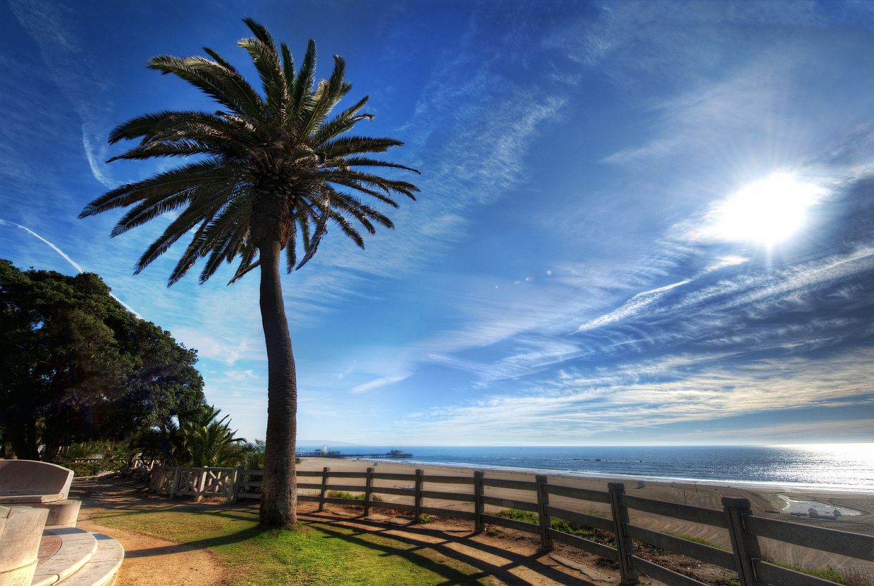 1240x832, 173 Kb / пальма, океан