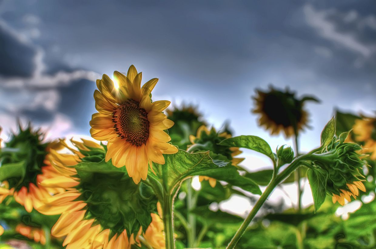 1240x821, 116 Kb / подсолнухи