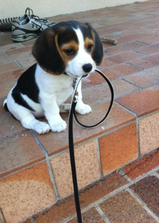 550x773, 59 Kb / щенок, поводок