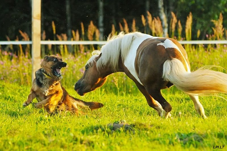 799x531, 100 Kb / собака, лошадь,