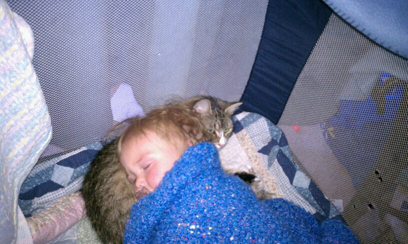 816x488, 121 Kb / котоподушка