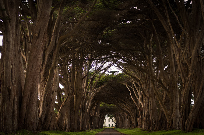 670x445, 214 Kb / аллея, деревья, калифорния