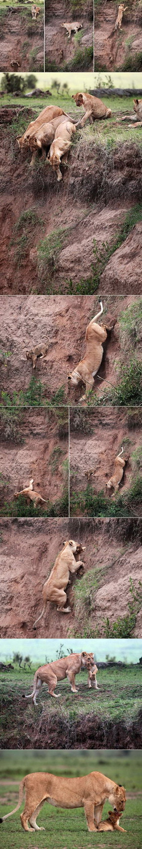 285x1699, 288 Kb / львы, обрыв, спасение