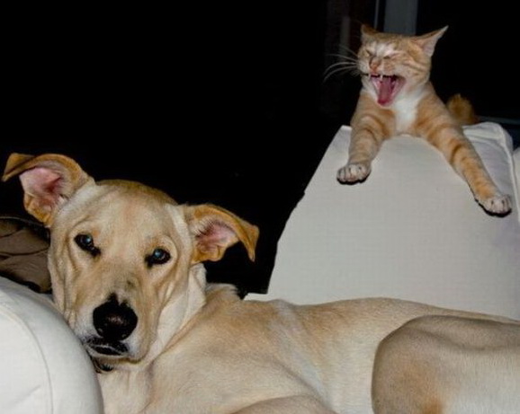 578x461, 57 Kb / пес, кот, запугивание