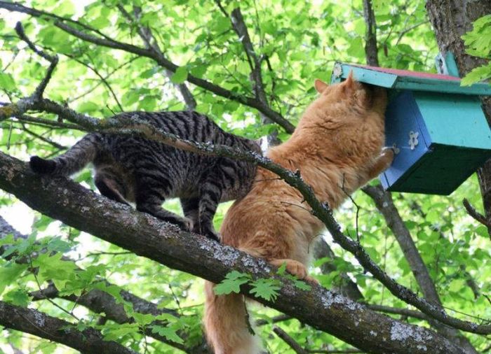 700x506, 90 Kb / котики налетчики, дерево, скворечник