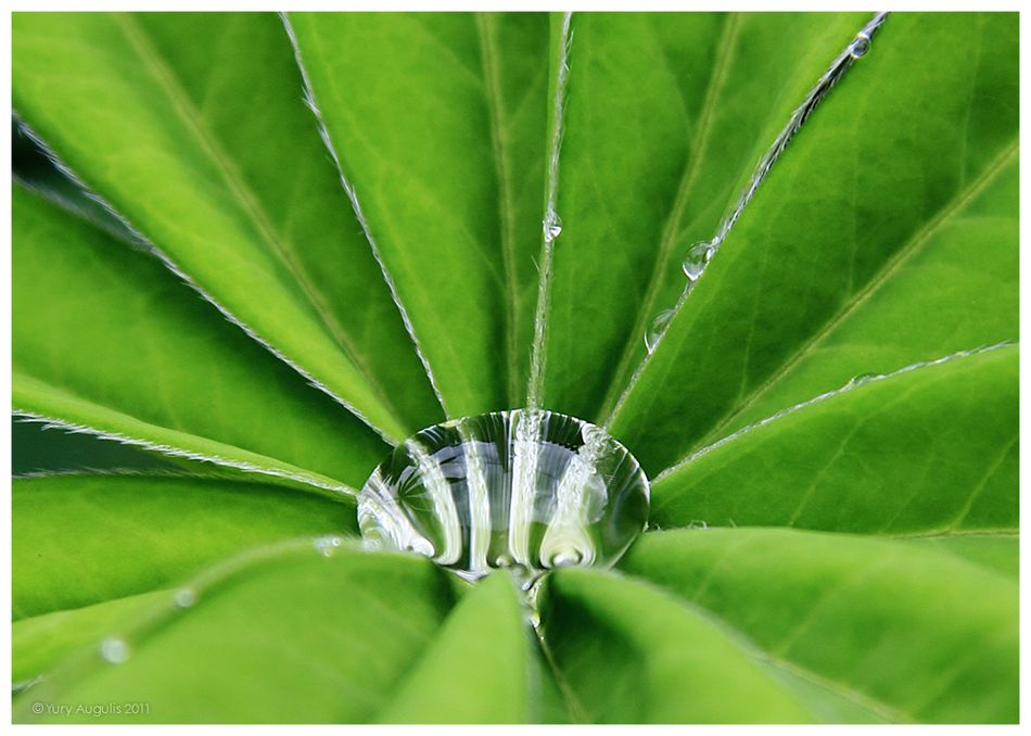 950x678, 84 Kb / роса, капля, лист