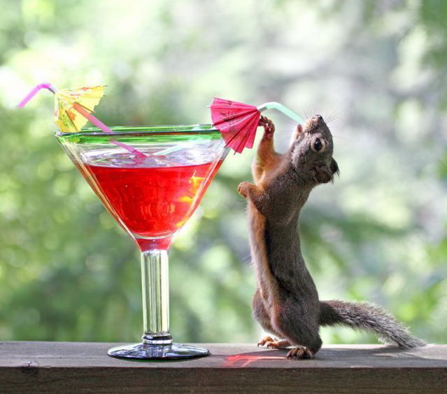 639x562, 103 Kb / белка, бокал