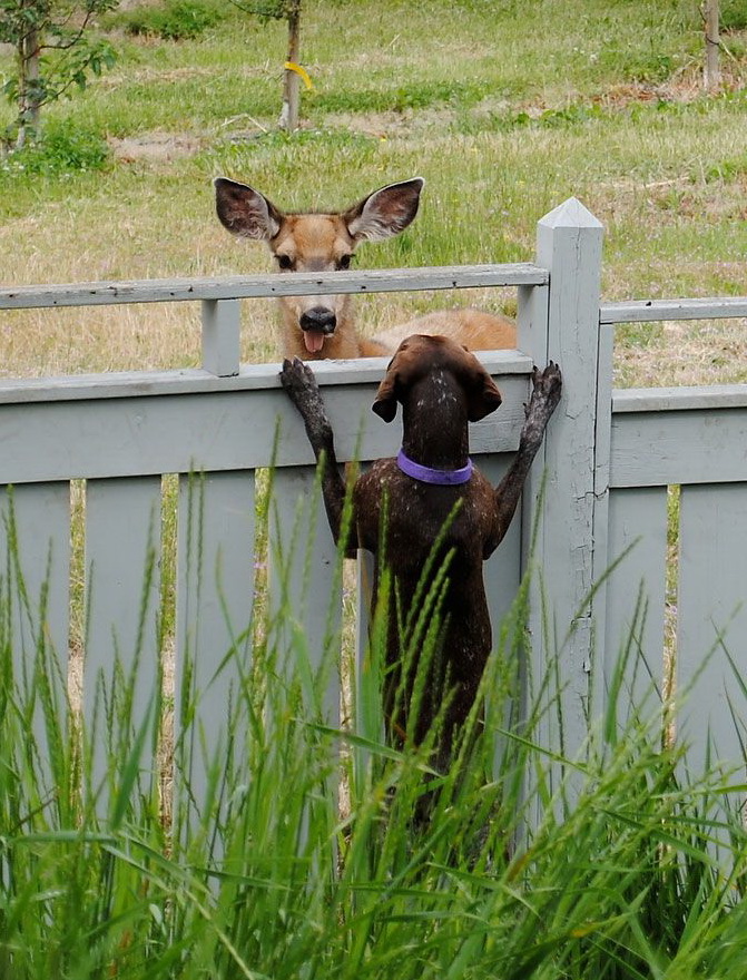 671x880, 261 Kb / пес, олень, забор