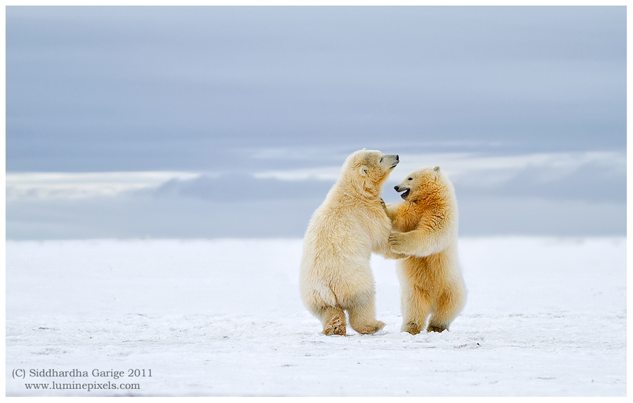 900x574, 226 Kb / белый, медведь, танец