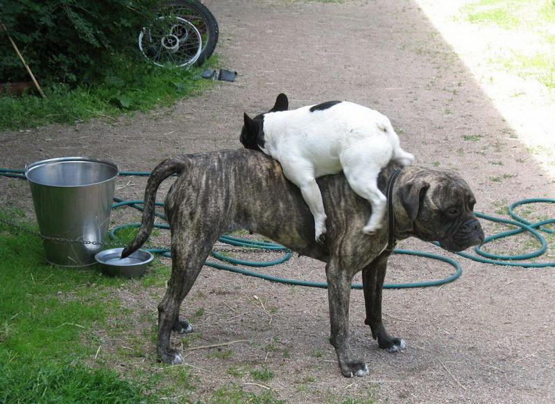 800x583, 226 Kb / собаки