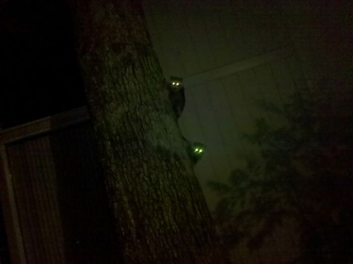 700x523, 23 Kb / коты, глаза