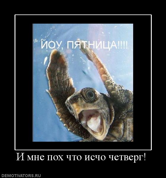 560x603, 36 Kb / черепаха, демотиватор, четверг, пятница