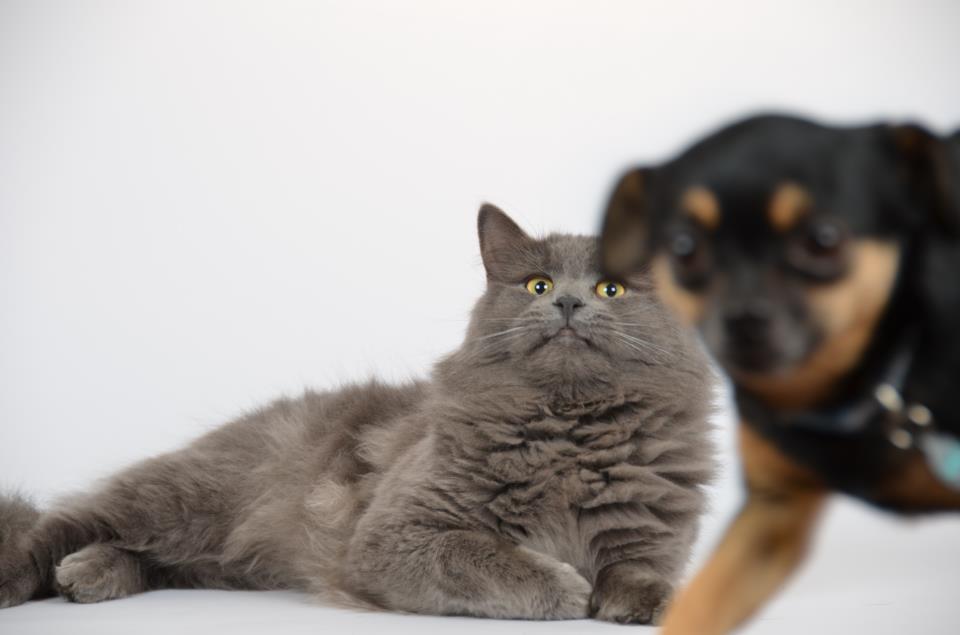 960x635, 39 Kb / коту испортили фотосессию, собачка