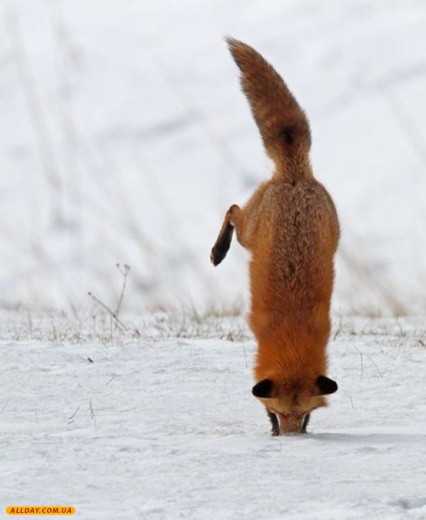 600x731, 59 Kb / Лиса, снег, firefox, мышкует